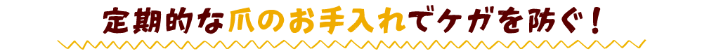 定期的な爪のお手入れでケガを防ぐ！