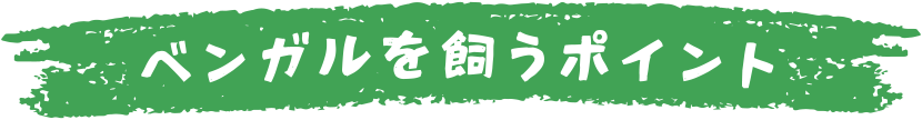 ベンガルを飼うポイント