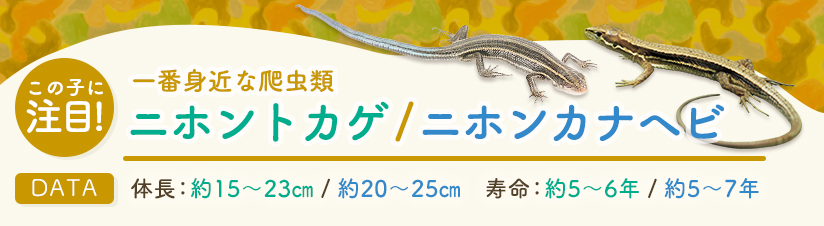 この子に注目！ニホントカゲ・ニホンカナヘビ
