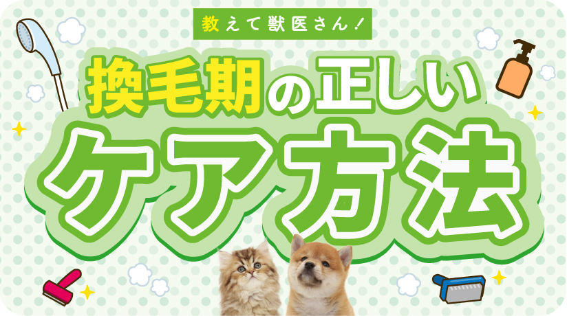 教えて獣医さん！換毛期の正しいケア方法