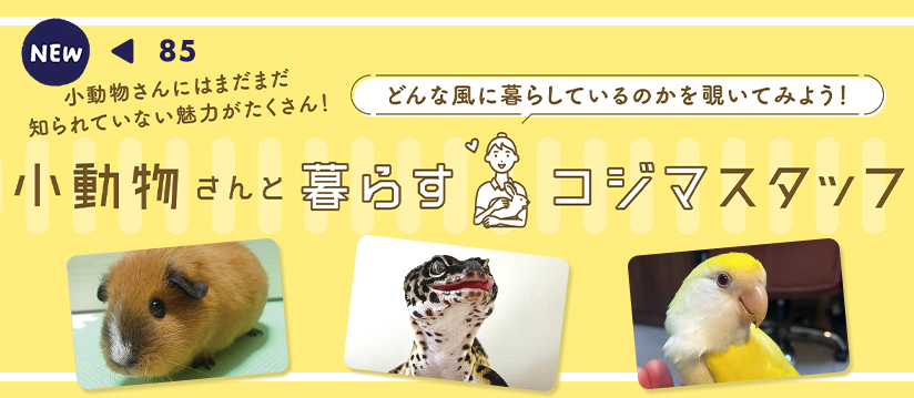 どんな風に暮らしているのかを覗いてみよう！ 小動物さんと暮らすコジマスタッフ