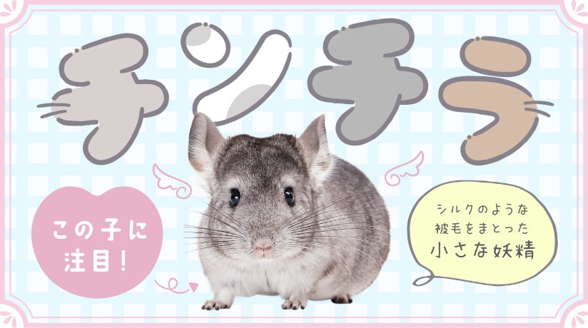 この子に注目！チンチラ