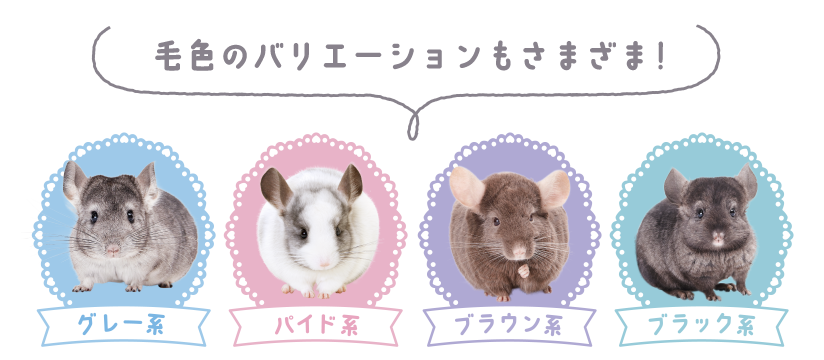 毛色のバリエーションもさまざま！