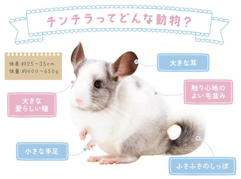 チンチラってどんな動物？