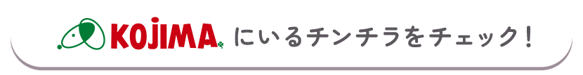 コジマにいるチンチラをチェック！