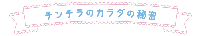 チンチラのカラダの秘密