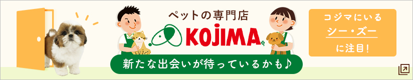ペットの専門店コジマ コジマにいるシー・ズーに注目！