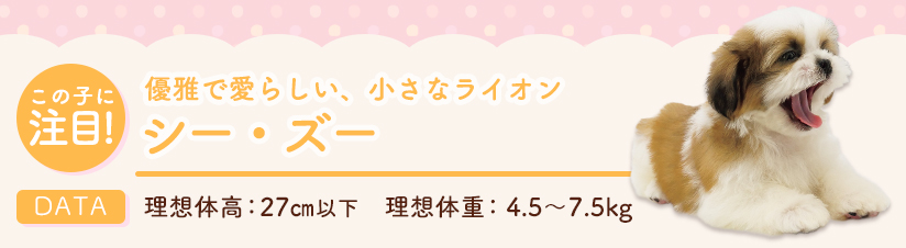 この子に注目！シー・ズー