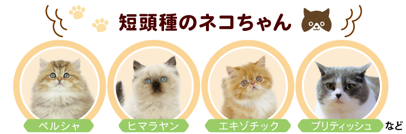 短頭種のネコちゃん
