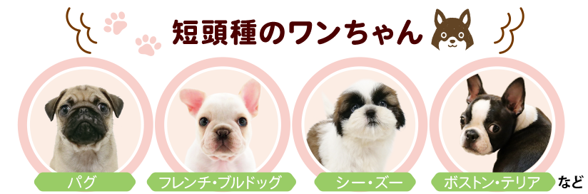 短頭種のワンちゃん