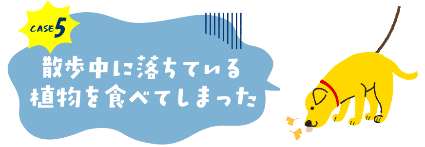 case5.散歩中に落ちている植物を食べてしまった
