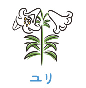ユリ