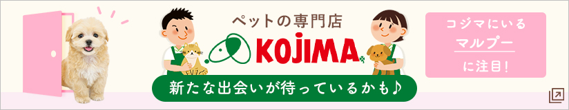 ペットの専門店コジマ コジマにいるマルプーに注目！
