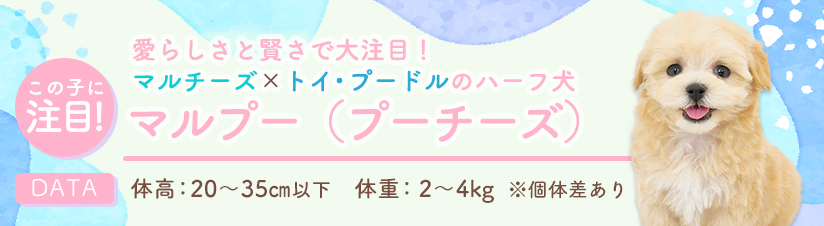 この子に注目！マルプー