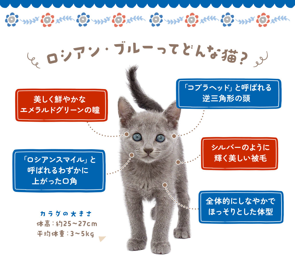 ロシアン・ブルーってどんな猫？