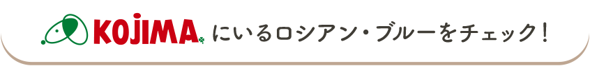 コジマにいるロシアン・ブルーをチェック！