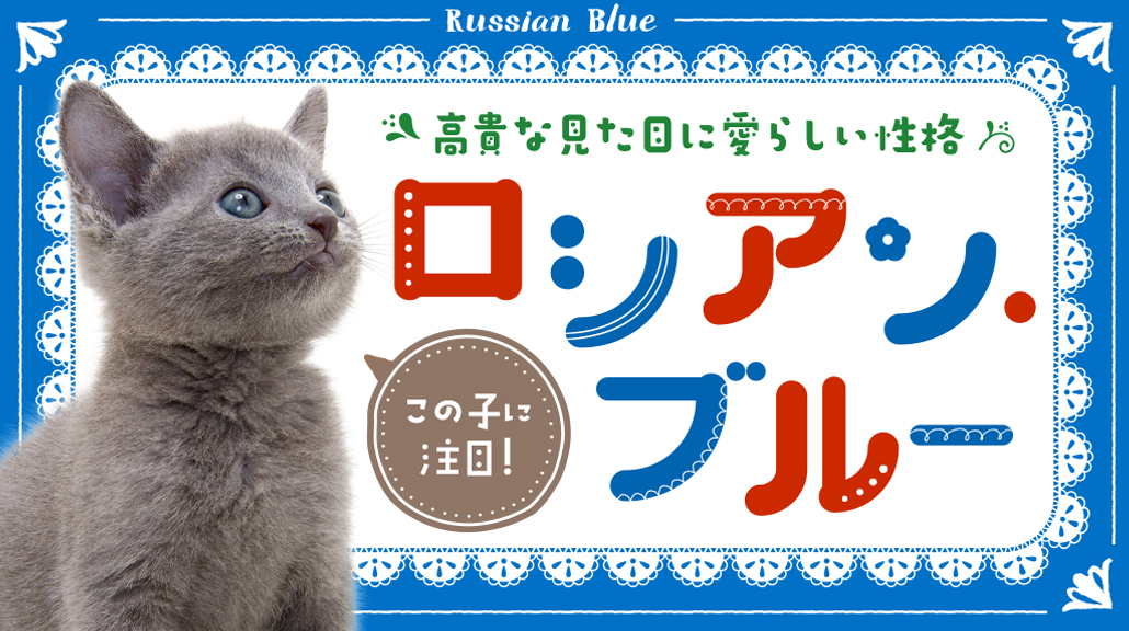 この子に注目！ロシアン・ブルー