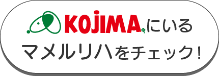 コジマにいるマメルリハをチェック！