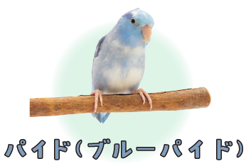 パイド（ブルーパイド）