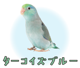 ターコイズブルー