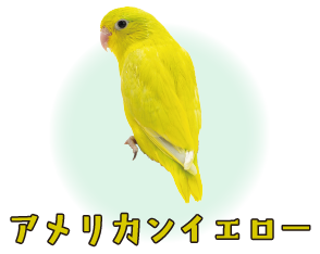 アメリカンイエロー