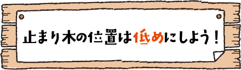 止まり木の位置は低めにしよう！