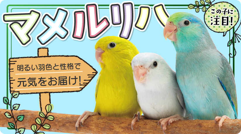 この子に注目！マメルリハ