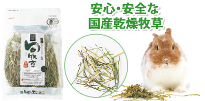 旬牧草 イタリアンライグラス