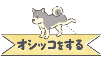 オシッコをする