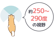 約250～290度の視野