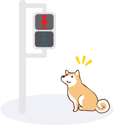 信号で止まる犬