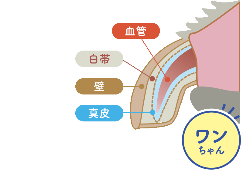 ワンちゃんの爪