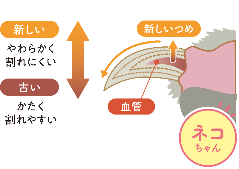 ネコちゃんの爪