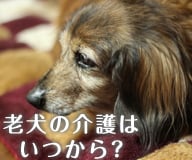 老犬の介護はいつから必要になるの？老犬介護に便利なグッズを紹介！