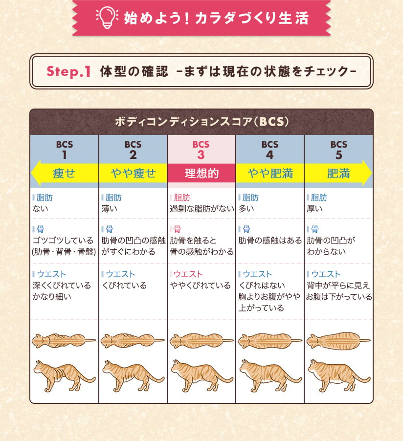 Step.1 体型の確認-まずは現在の状態をチェック-